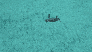 a crab is swimming in the water near a rock