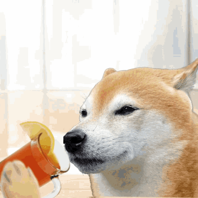 a dog looking at a cup of orange juice