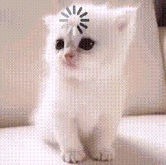 a white kitten with a loading wheel on its head