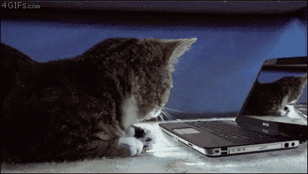 a cat is looking at a dell laptop screen