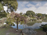 a tree in a park next to a lake with trees in the background