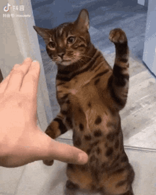 Cat Slap GIF - Cat Slap Mad GIFs