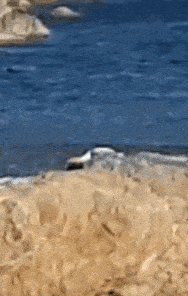 Spying Distant GIF - Spying Distant Suspicious GIFs