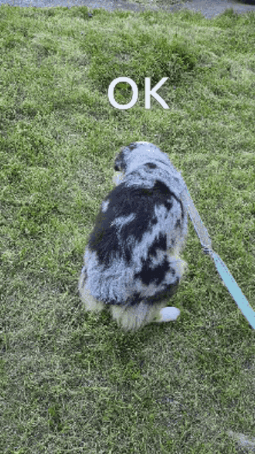 a dog walking on a leash with the word ok written above it