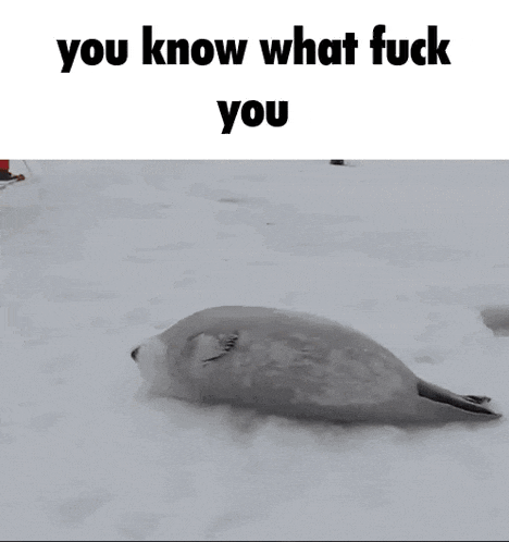 a seal is laying in the snow next to a person who is walking in the snow .
