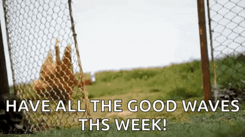 a dog is behind a chain link fence in a field with the words `` have all the good waves this week '' .