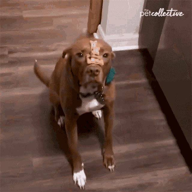 a dog with a stack of biscuits in its mouth is standing on a wooden floor with the petcollective written on the bottom