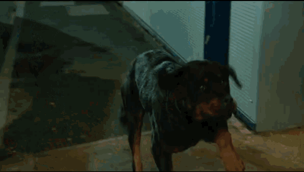 a man in a blue shirt petting a dog