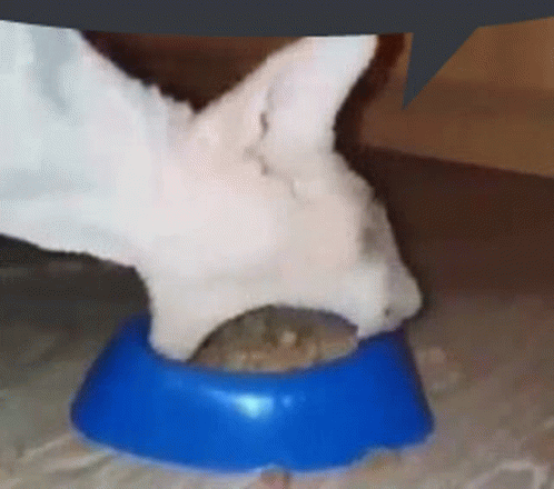 Cat GIF - Cat GIFs