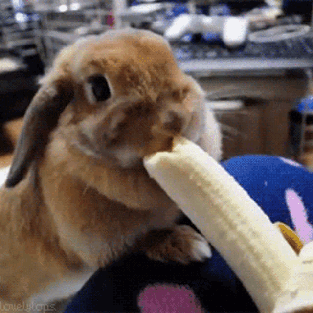 a close up of a rabbit eating a banana with lovelytops written in the corner