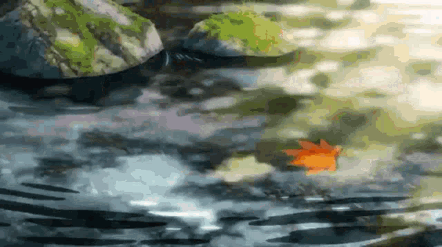 a maple leaf is floating in the water near a rock