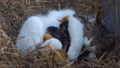 Momma Kitty Nursing Ducklings With Her Kittens GIF - Ducks Ducklings Kittens GIFs