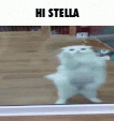 Hi Stella Stella GIF - Hi Stella Stella Hi GIFs