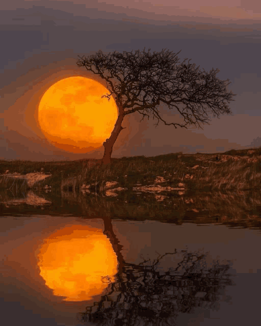 a tree stands in front of a full moon reflected in a body of water