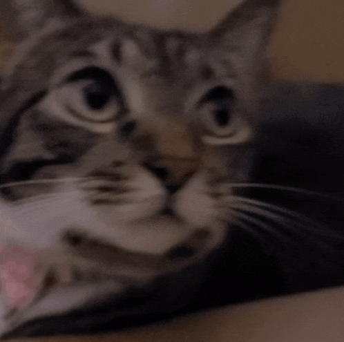 a blurry picture of a cat 's face with a pink bow