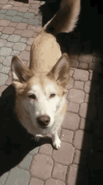 a brown and white dog is walking on a brick sidewalk