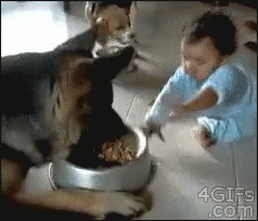 Dog Food Tug Of War GIF - Baby Dogs GIFs