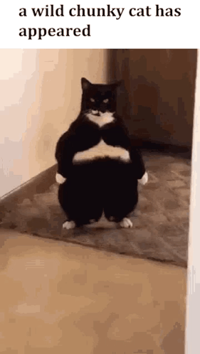 A Wild Chunky Cat Has Appeared GIF - A Wild Chunky Cat Has Appeared GIFs
