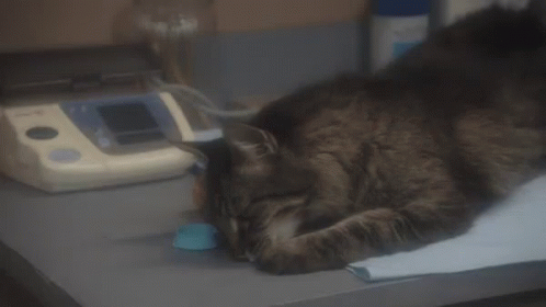 Cat Soap Opera Sleeping Pills GIF - Cat Soap Opera Sleeping Pills Addict GIFs