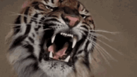 Tiger Growl GIF - Tiger Growl Angry GIFs