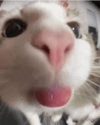 a close up of a cat 's nose with its tongue out .