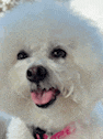a close up of a white poodle with its tongue hanging out .