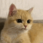 a close up of a cat 's face looking at the camera .