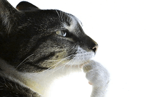 a close up of a cat 's face with its paw on its nose