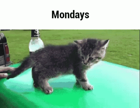 a small kitten is standing on a green surface next to a bottle of water .