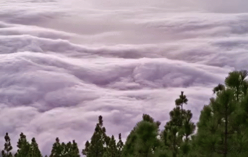 Sea Of Clouds Tree GIF - Sea Of Clouds Tree Clouds GIFs
