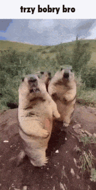 three ground squirrels are standing on their hind legs in a field with the words trzy bobby bro above them