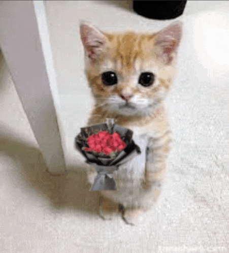 a cat is holding a bouquet of red roses