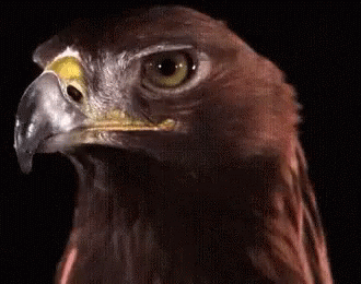 Black Eagle GIF - Black Eagle Evil GIFs