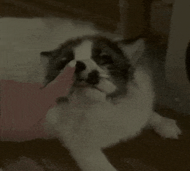 a person petting a cat 's nose with their finger