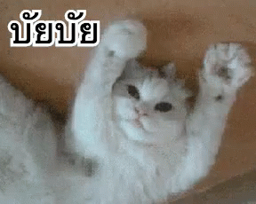แมว บายย บัยบัย บ๊ายบาย GIF - Cat Waving Goodbye GIFs