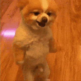 Puppy Angry GIF - Puppy Angry Stand GIFs