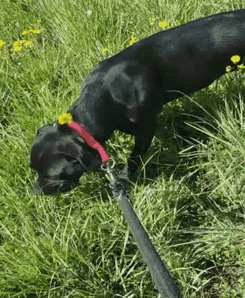 Dog Leash GIF - Dog Leash Walk GIFs