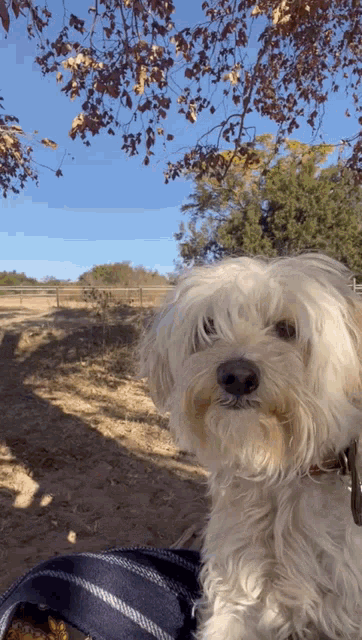 a small white dog is looking at the camera in a field