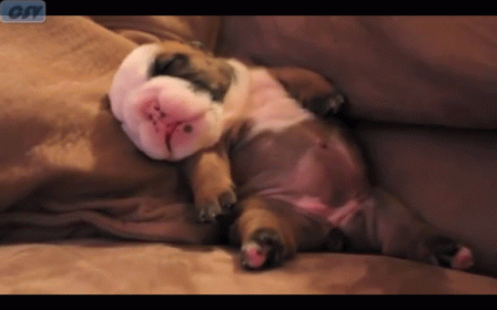 Bulldog Puppy Runs In His Sleep GIF - Bull Dog Puppy Nap Time GIFs