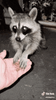 a raccoon is reaching out to a person 's hand with a tik tok watermark