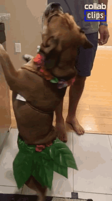 a dog wearing a hawaiian costume is standing on its hind legs in front of a collab clips logo