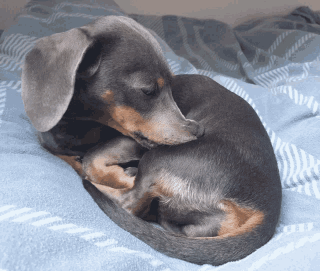 a dachshund laying on a blue blanket with its head on its paw