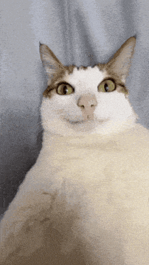 a white and brown cat with green eyes looks at the camera