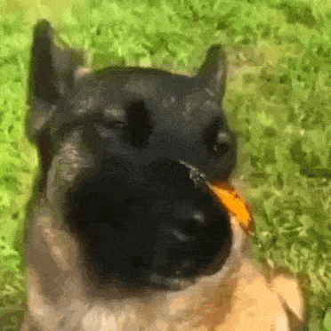 a close up of a dog eating a piece of food in the grass