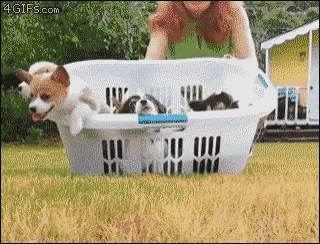 Corgi Puppies GIF - Corgi Puppies Basket GIFs