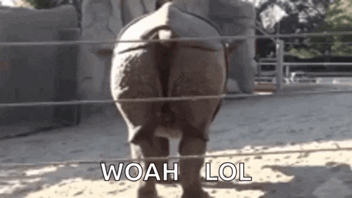 a rhinoceros is standing in the dirt behind a fence .