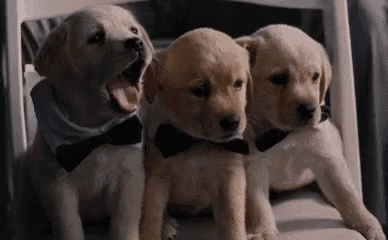 Cute Puppies GIF - Cute Puppies Labrador GIFs