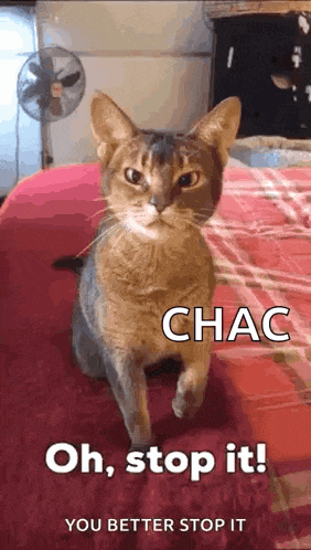 a cat is sitting on a bed with the words `` oh , stop it ! '' written on it .