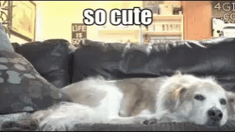 Cat Dog GIF - Cat Dog Cute GIFs