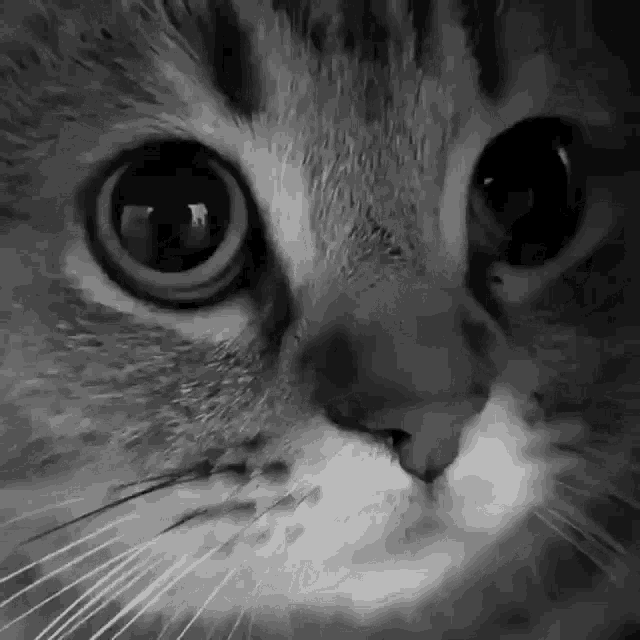 Cat Zilla GIF - Cat Zilla GIFs